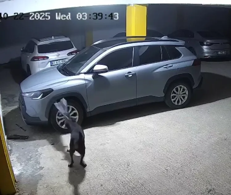 Gerçek güvenlik kamerası görüntülerini izleyince ortaya çıktı
