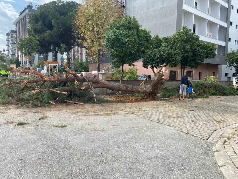 Kuruyan çam ağacı ağırlığa dayanamayarak yol devrildi
