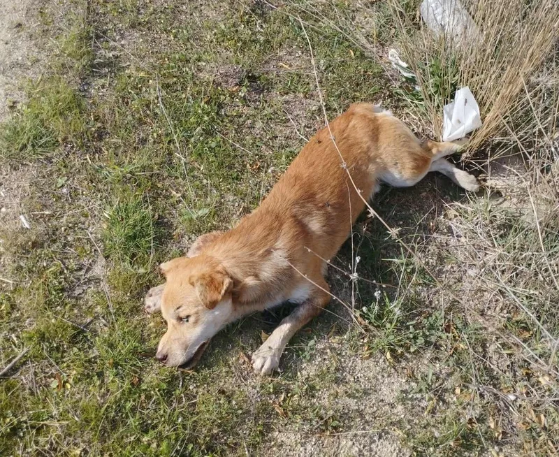 Buldan’da yol kenarında ölü köpekler bulundu
