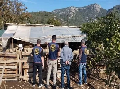 Germencik’te çalınan hayvanlar bulunarak sahibine teslim edildi
