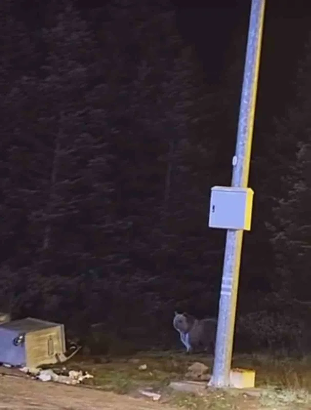 Uludağ’da kış uykusuna yatmayan ayılar, çöp konteynerlerini talan etti
