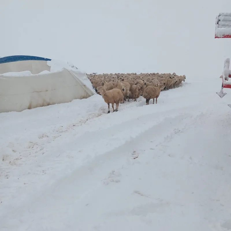 Karın ağırlığına dayanamayan çadır çöktü, 8 koyun telef oldu
