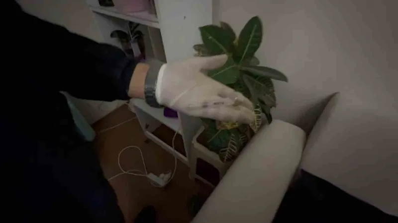 Satışa hazır hale getirilen uyuşturucuları jandarma yakaladı: 1 tutuklama
