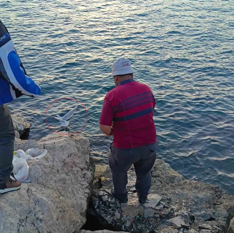 Oltaya bu kez balık yerine martı takıldı
