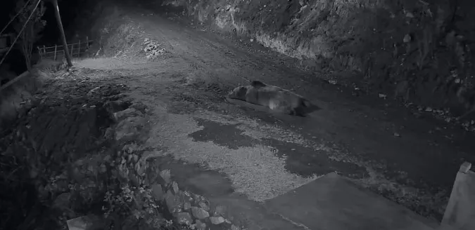 Mahalleliyi canından bezdiren ayının evinin önünde yattığını görünce kamyoneti ile peşine düştü
