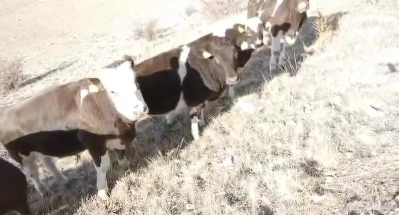 Firar eden inekleri jandarma ekipleri buldu
