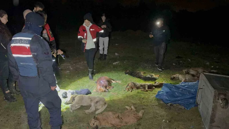 Samsun’da çöp konteynerinde 9 telef olmuş köpek bulundu

