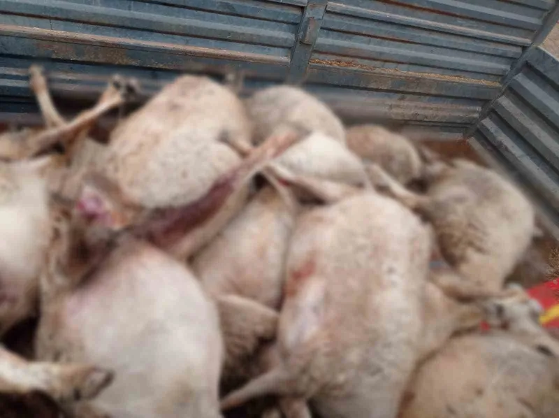 Kurt sürüsünün saldırdığı 30 küçükbaş hayvan ile 1 köpek telef oldu
