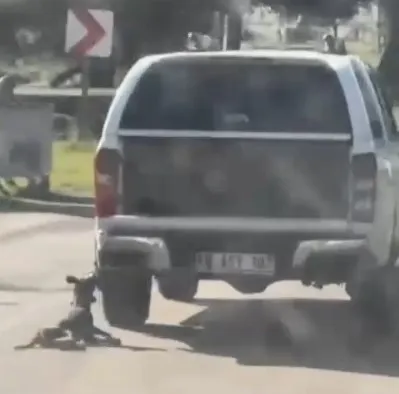 Araçla metrelerce sürüklenen köpek telef oldu: 2 gözaltı
