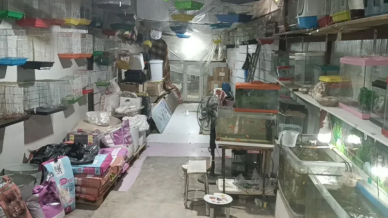 Camı kırıp 9 papağan çaldılar
