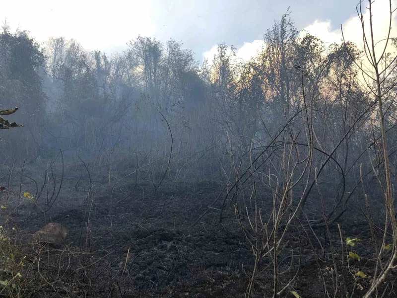Artvin Hopa’da ziraat alanında çıkan yangın ormana sıçradı
