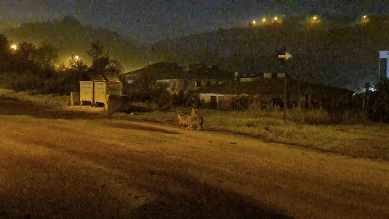 Çakallar Bartın şehir merkezini mesken tuttu
