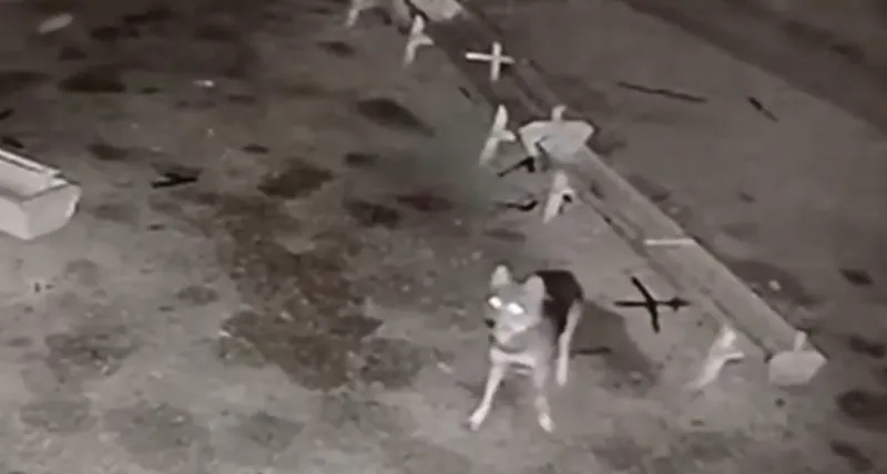 Ağıla giren kurt, 2 koyunu telef etti
