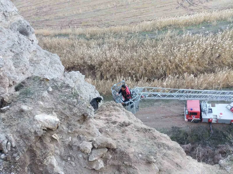 Uçurumda mahsur kalan keçileri itfaiye kurtardı
