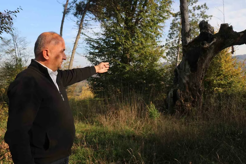 Maneviyat merkeziydi, otluk alana döndü: Mezarlıktan geriye çürümüş ağaç kaldı
