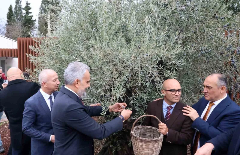 Stratonikeia’da ilk ‘Zeytin Hasat Festivali’ düzenlendi
