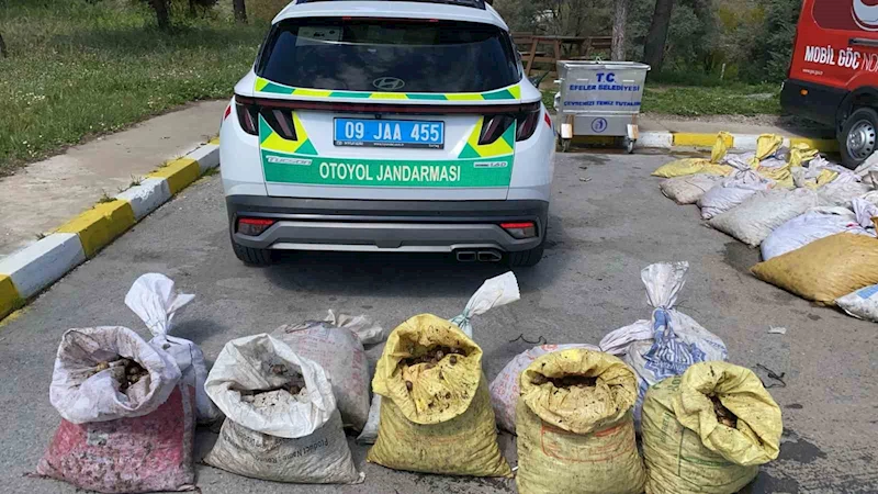 Jandarma 1 ton 800 kilogram salyangoz ele geçirdi
