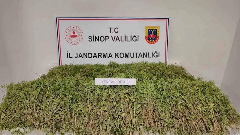 Sinop’ta tarlada 31 bin kök kenevir ele geçirildi
