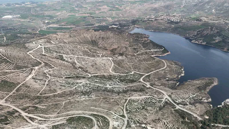 Çanakkale’de yanan ormanlar yangına dayanıklı fidanlarla yeniden yeşerdi
