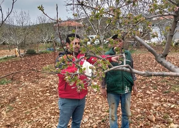Muğla’da don afeti sonrası ön hasar tespit çalışmaları başladı
