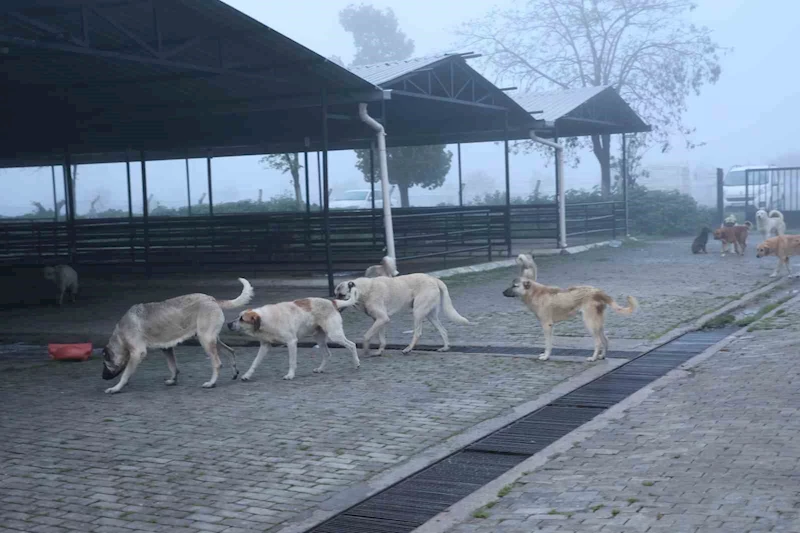 Aydın’da başıboş köpekler hayvan pazarını mesken tuttu
