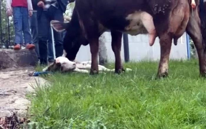 Doğum sancısı çeken ineği, belediye ekipleri doğurttu
