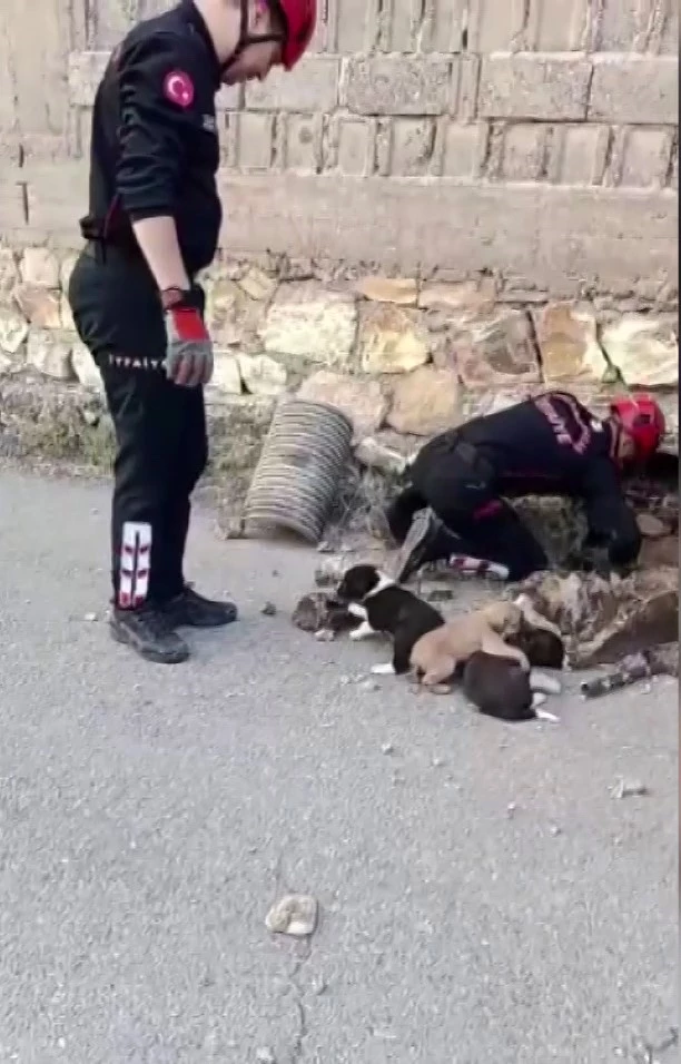 Su borusundan 7 yavru köpek çıktı
