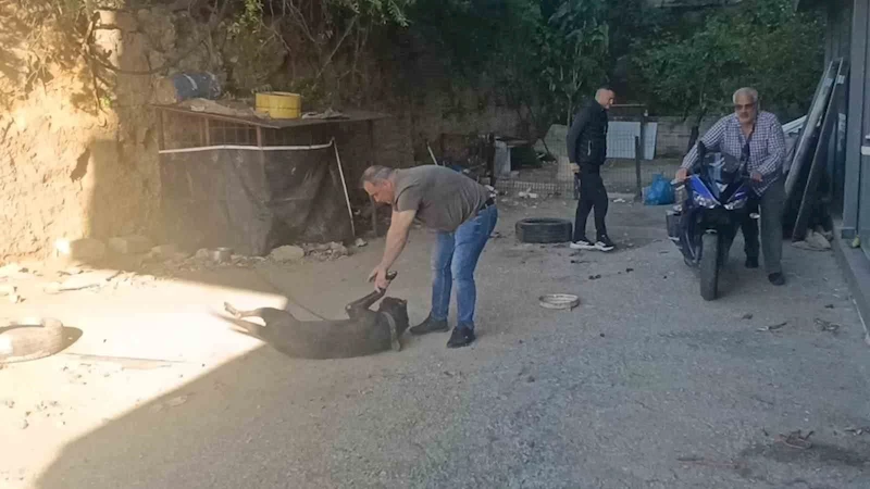 Böylesi ilk defa görüldü, motosikletini sakladığı yer jandarmayı bile şaşkına çevirdi
