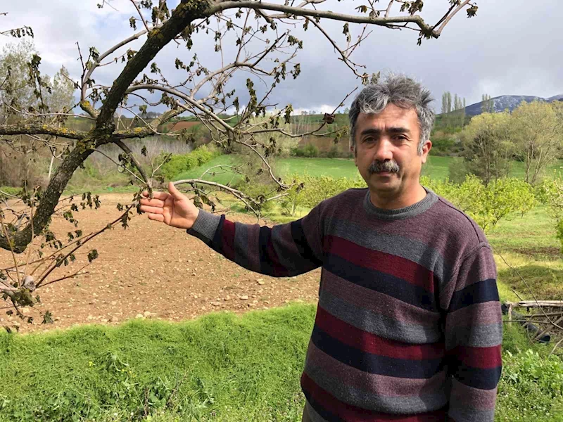 65 dekarlık bahçesindeki ağaçları zarar gören Amasyalı çiftçi: 