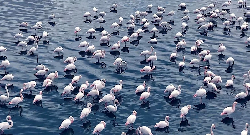 Niğde’de flamingoların görsel şöleni havadan görüntülendi

