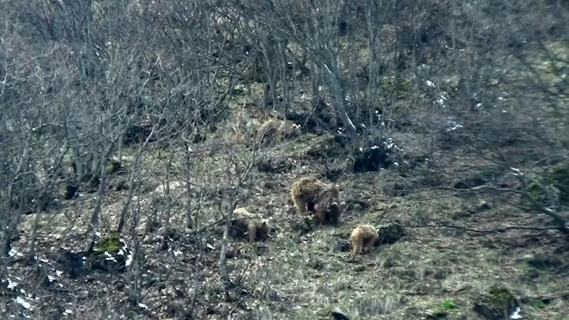 Tunceli’de kış uykusundan uyanan ayılar yiyecek ararken görüntülendi
