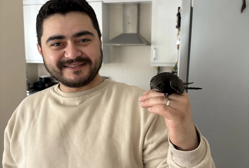 Ordu’da esnafın davetsiz misafiri: Atmaca zannetti, ebabil kuşu çıktı
