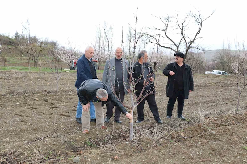 Aç kalan tavşanlar fidanları kemirdi
