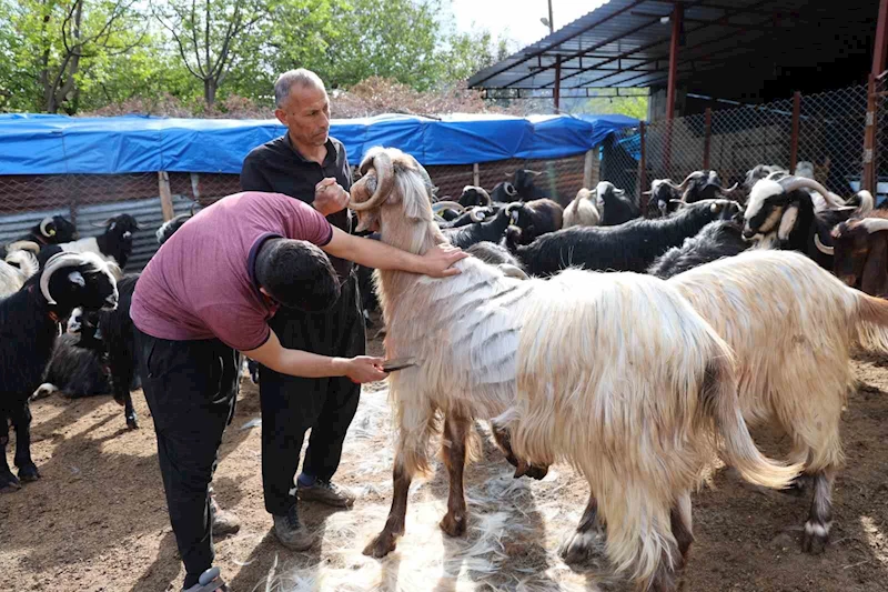 Küçükbaş hayvanların kırkım mesaisi başladı
