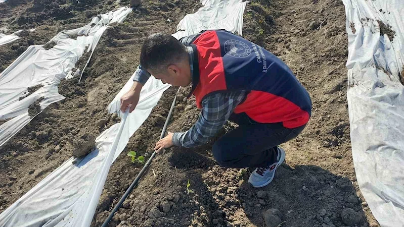Çanakkale’de zirai donun ardından hasar tespit çalışmaları
