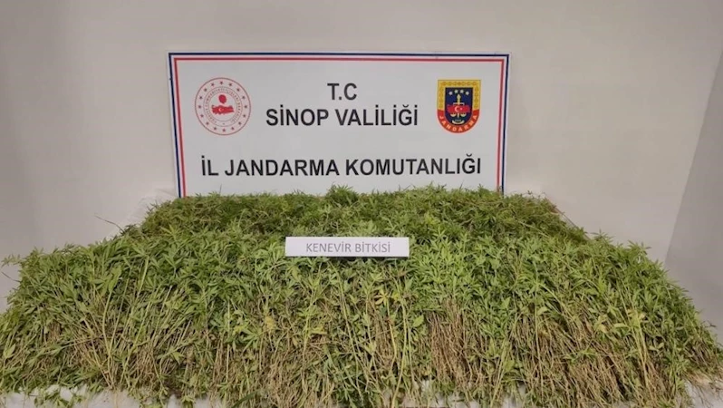 Sinop’ta bahçesinde 31 bin 265 kök kenevir ele geçen vatandaş konuştu: 