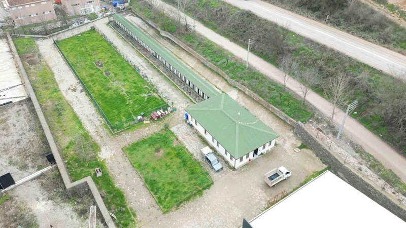 Sokak hayvanları için önemli adımlar atacaklar
