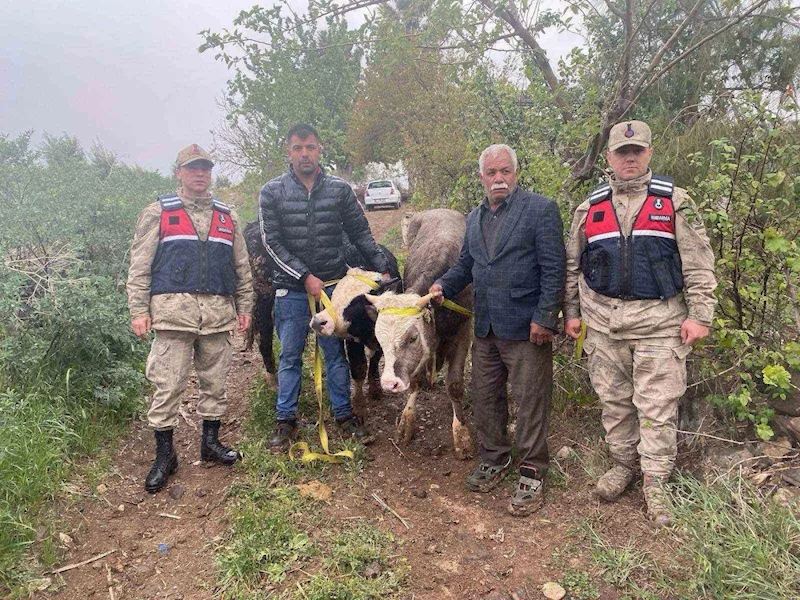 Kilis’te büyükbaş hayvan hırsızlığı şüphelisi 2 şahıs yakalandı
