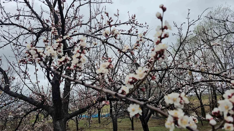 Adilcevaz’da iki mevsim bir arada
