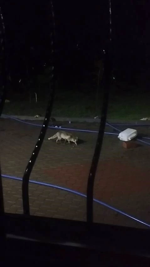 Aç kalan tilki evin bahçesine kadar girdi
