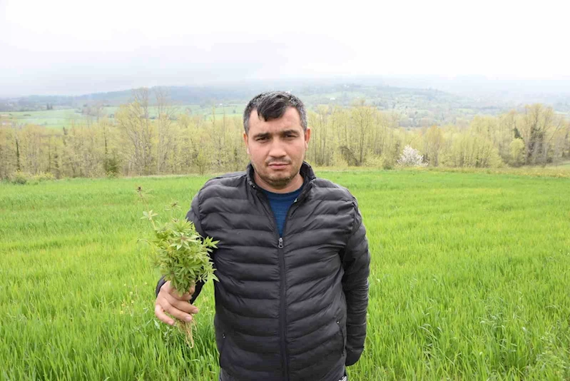 Sinop’ta tarlasında kenevir ele geçirilen çiftçi: 