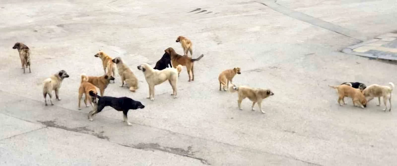 Burdur’da komşusuna giderken köpeklerin saldırısına uğrayan yaşlı kadın yaralandı
