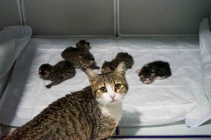 Akıllı kedi doğum için veterinere geldi
