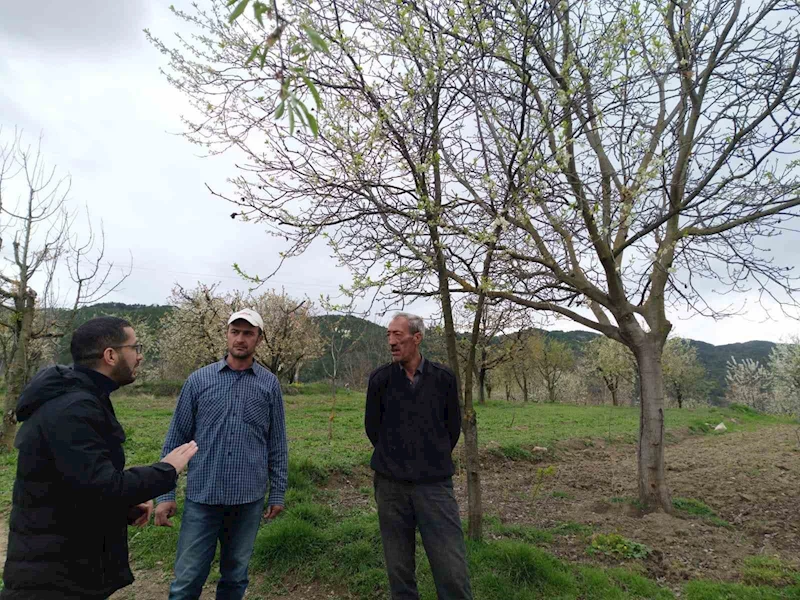 Gölpazarı’nda fenolojik gözlemler ve don riskine karşı önlemler
