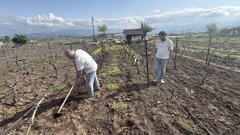 Tescilli üzüme ikinci çapa
