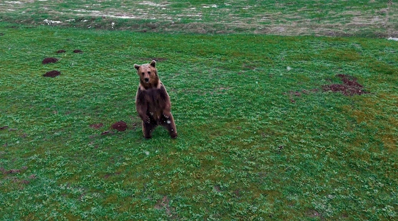 Erzincan’da kış uykusundan uyanan ayı havadan görüntülendi
