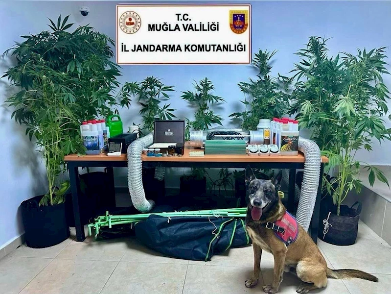Evini uyuşturucu bahçesine çevirmiş
