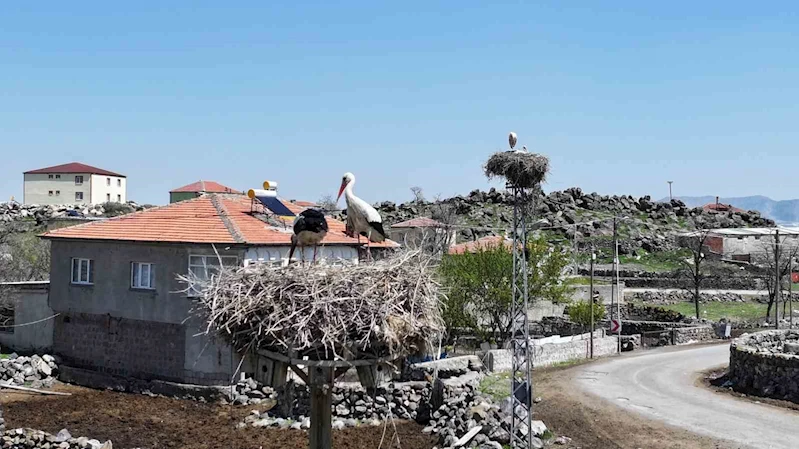 Baharın habercisi leylekler Hürmetçi Sazlığı’na geldi
