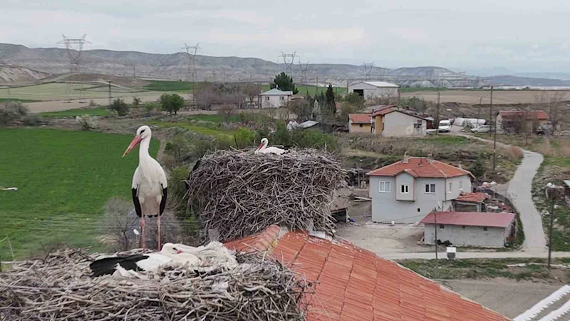 Baharın müjdeleyicisi leylek ve flamingolar Sarıyar Barajı kıyılarına ulaştı
