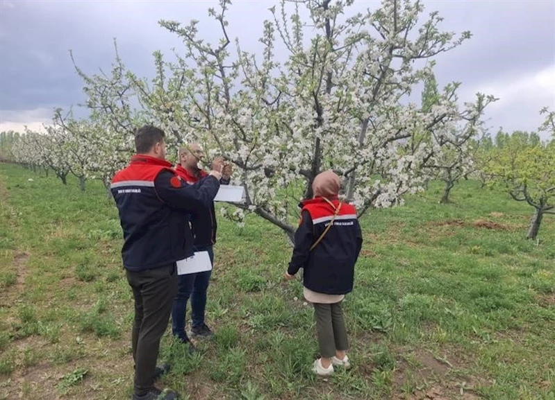 Iğdır’da meyve ağaçları kurulan tuzaklarla korunuyor
